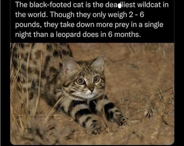 An image attached to this post, provided by the poster