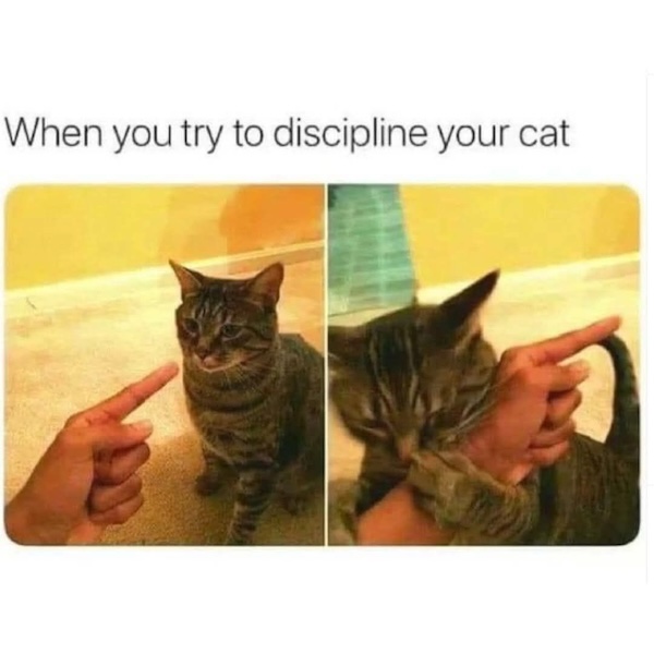 An image attached to this post, provided by the poster
