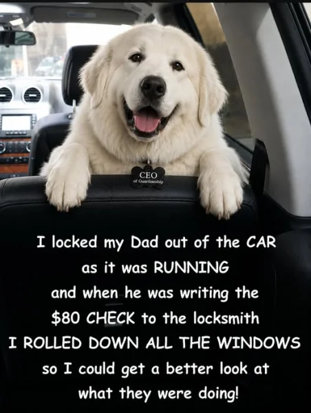 An image attached to this post, provided by the poster