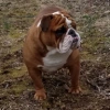Teufel_Hunden user avatar