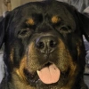 Marmugmotleocay user avatar