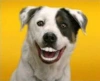 Bristle Hound user avatar