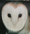 NOSNOW user avatar