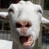 XxThe_RemedyXx user avatar