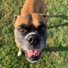 1Boxer user avatar
