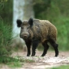 bavarianboar user avatar