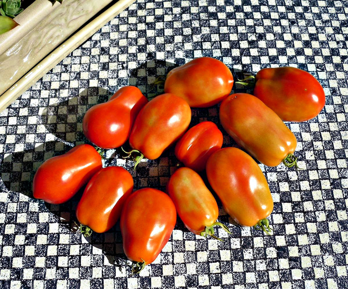 Name:  Tomatoes..jpg
Views: 2978
Size:  456.6 KB