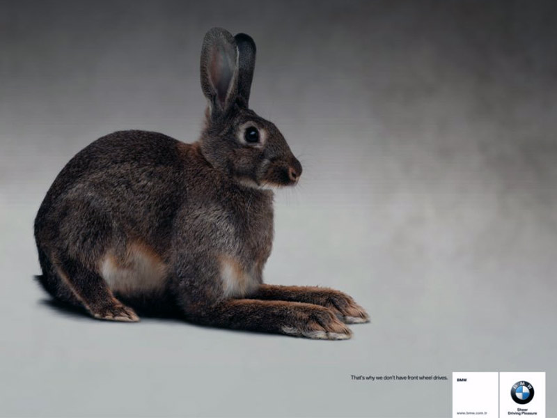 Name:  bunny.jpg
Views: 3934
Size:  55.3 KB