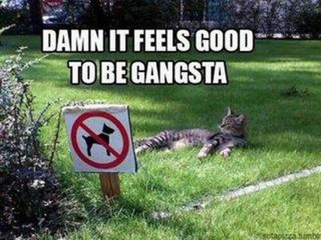 Name:  Gangsta_Cat1.jpg
Views: 2072
Size:  72.7 KB