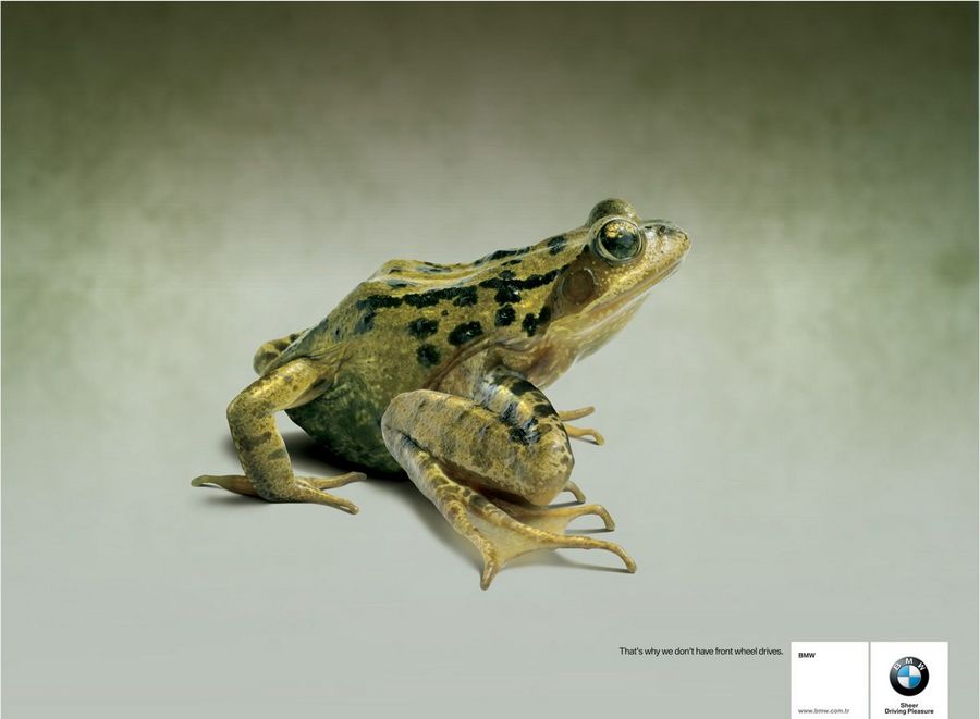 Name:  frog.jpg
Views: 4127
Size:  45.8 KB