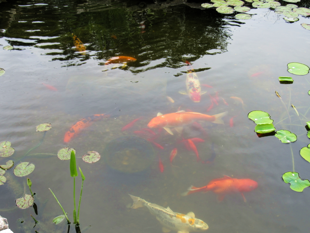Name:  pond-fish.jpg
Views: 20320
Size:  648.7 KB