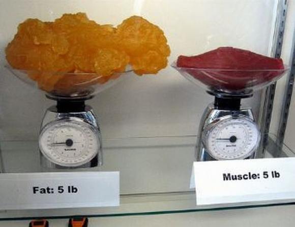 Name:  Fat and muscle..jpg
Views: 3193
Size:  27.6 KB